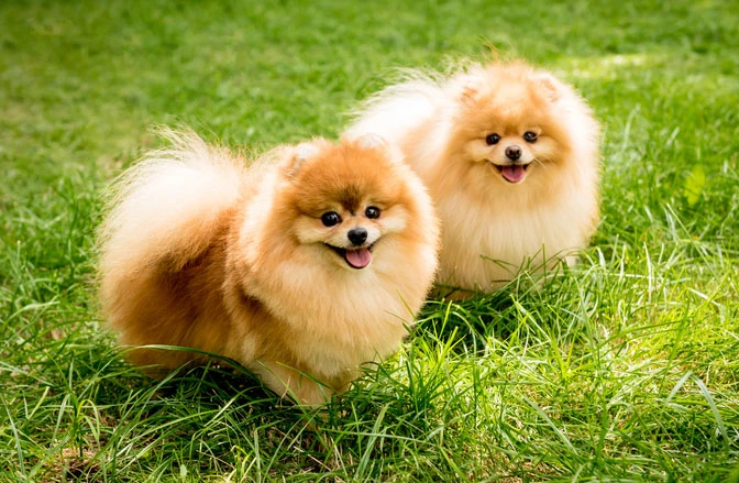 Pictures of Pomeranian Dogs